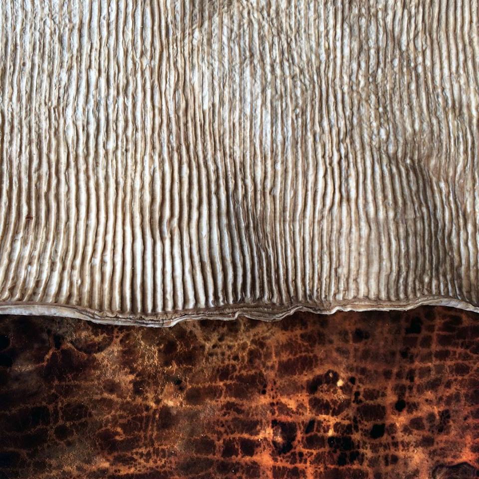 mushroom-leather-the-future-is-fungal-design-indaba