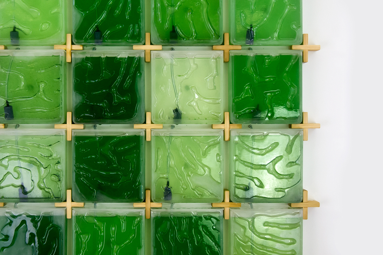 The Coral Farm allows you to grow algae at home Design Indaba