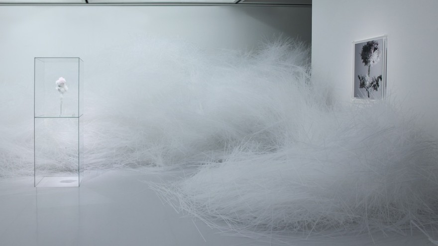 Crystallize exhibition: Rose by Tokujin Yoshioka. 
