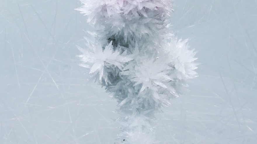 Crystallize exhibition: Rose by Tokujin Yoshioka. 