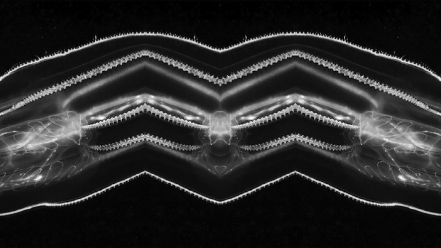 The Things? – A Trip to Europa by Marguerite Humeau. Image: © HEAD – Genève (Dylan Perrenoud). 