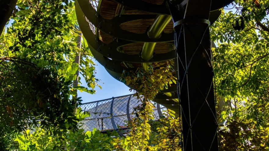 The Boomslang canopy walkway at Kirstenbosch Botanical Garden. Image: Adam Harrower.