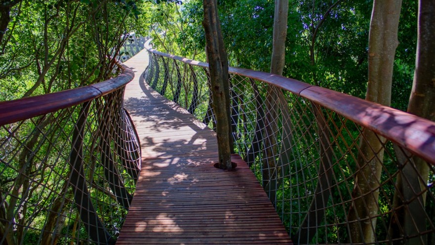 The Boomslang canopy walkway at Kirstenbosch Botanical Garden. Image: Adam Harrower.