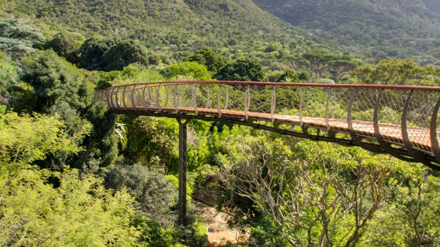 The Boomslang canopy walkway at Kirstenbosch Botanical Garden. Image: Adam Harrower.