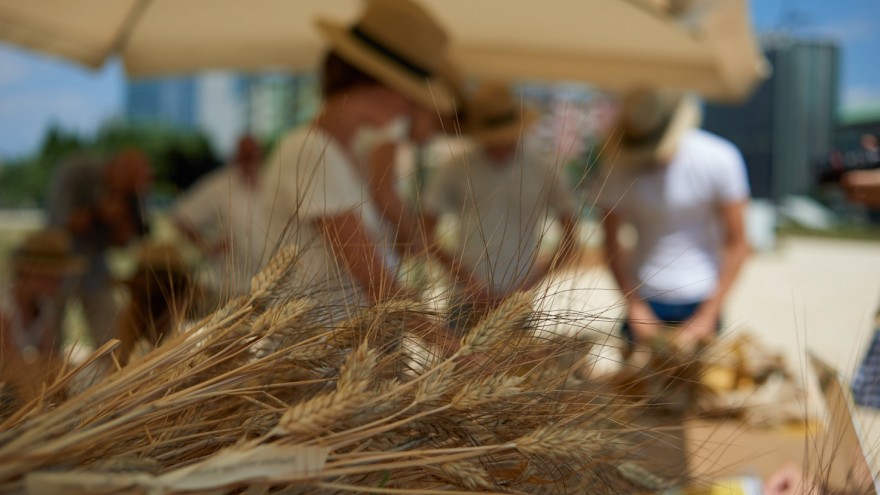 Harvesting of the wheat event in Milan
