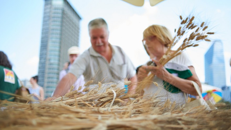 Milan locals share in the reaping of the wheat.
