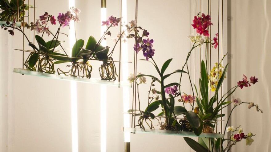 Flow is an indoor ecosystem designed by Begum and Bike Ayaskan, which mimics the sensory experience of nature.