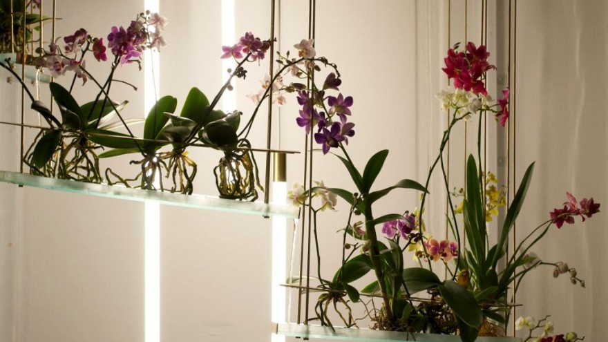 Flow is an indoor ecosystem designed by Begum and Bike Ayaskan, which mimics the sensory experience of nature.