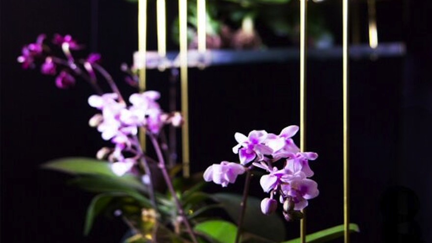 Flow is an indoor ecosystem designed by Begum and Bike Ayaskan, which mimics the sensory experience of nature.