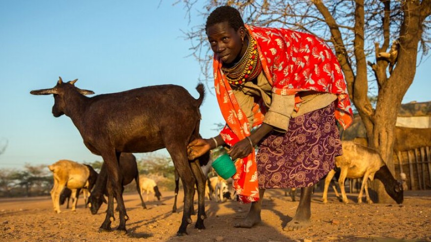 Norkorchom, 24 from Turkana to the north collects goats milk for her morning tea.