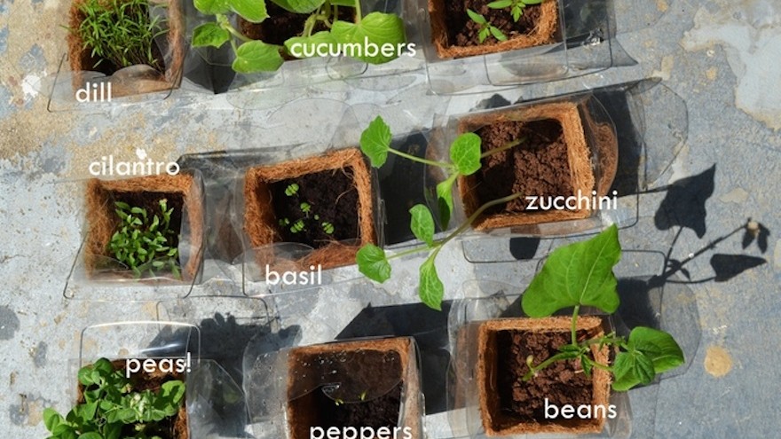 Takeout container turned mini-greenhouse makes growing food easy.