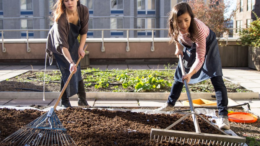 Dye garden at New York's Fashion Institute of Technology