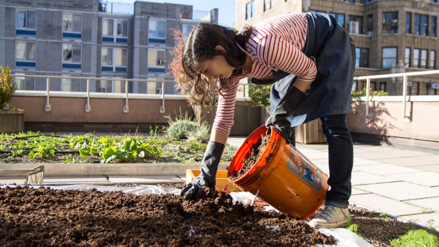 Laying rich compost on the dye garden