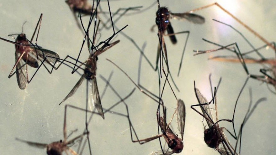 It’s hard to view mosquitoes as a deadly animal, but they are if infected with Malaria. 