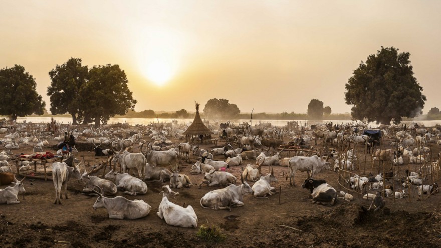 A panorama of a Mundari settlement in the early evening when the cows have returned from grazing. Image: © Tariq Zaidi / ZUMA Press