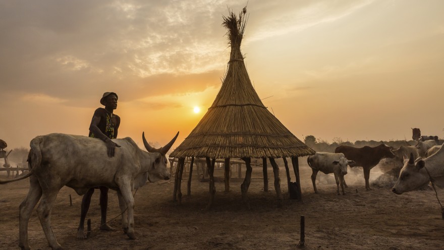 A man washing his cow in ash to protect it from insects during the night. The reed hut is for lambs to shelter under. Image: © Tariq Zaidi / ZUMA Press