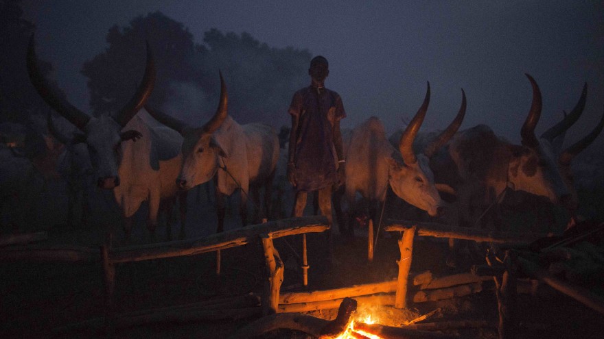 A young Mundari man keeps watch over the fire and his cows during the night. Image: © Tariq Zaidi / ZUMA Press