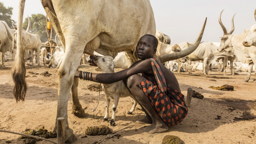 A Mundari girl helps a lamb to suckle on a cow’s teat. It is not just the Mundari people who benefit from the cow’s milk. Image: © Tariq Zaidi / ZUMA Press