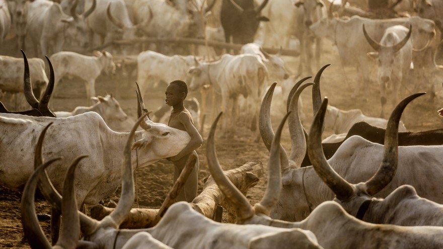 A young Mundari boy holds his precious Ankole-Watusi cow in the middle of the camp. Image: © Tariq Zaidi / ZUMA Press