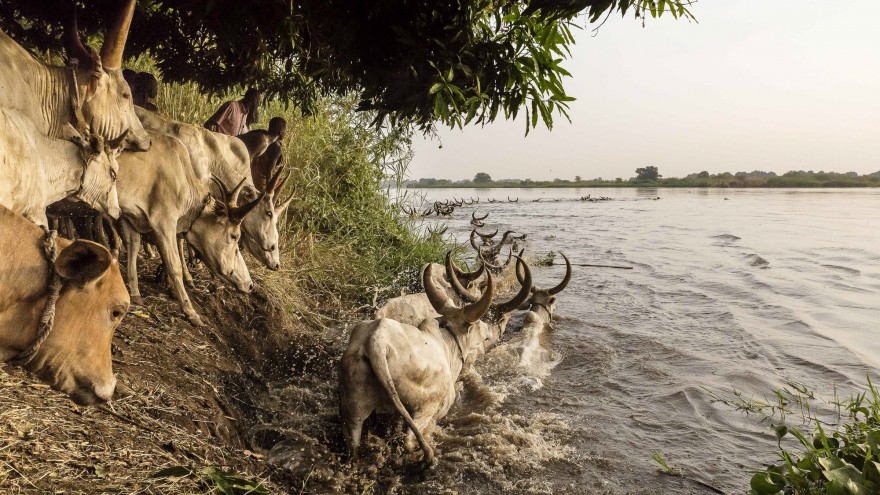 The Mundari encourage their cattle to cross the Nile to get to an island where they will graze for the next few months. Image: © Tariq Zaidi / ZUMA Press