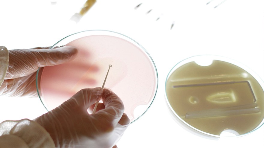 Bacteria grown sanitary pads to heal infection 