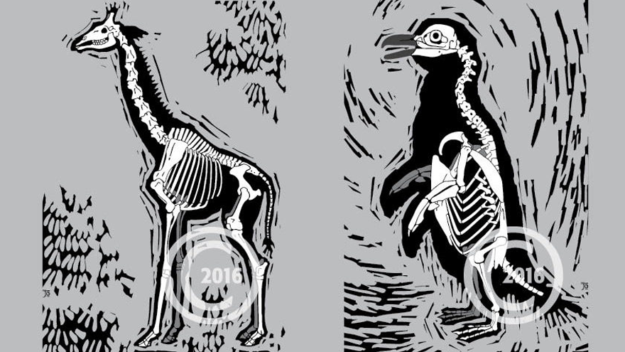 Africanatomy
