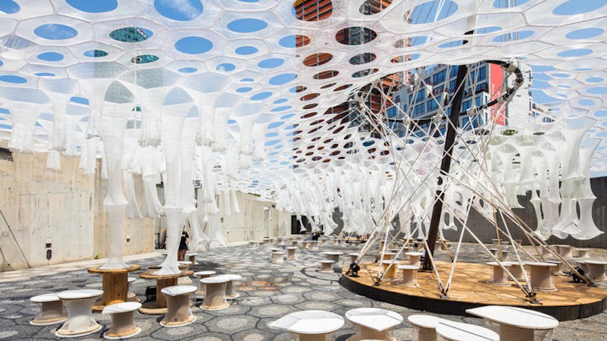 Living canopy changes its appearance throughout the day