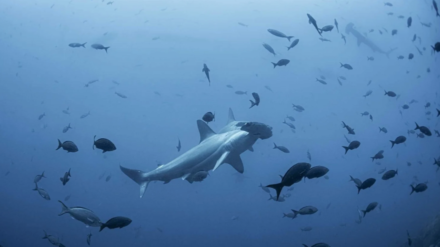 Credit: Sofia Green, Pew Bertarelli, Ocean Legacy Brief
