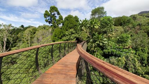 The Boomslang canopy walkway at Kirstenbosch Botanical Garden. Image: Adam Harrower.