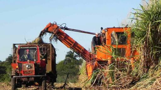 Fibre waste from sugarcane can be used as a biofuel