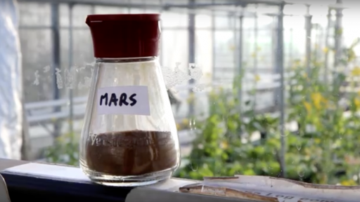 Scientists at Wageningen University have successfully grown edible cereals and vegetables including peas, radishes, tomatoes and rye in Martian soil