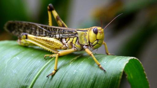 Locust on a leaf
