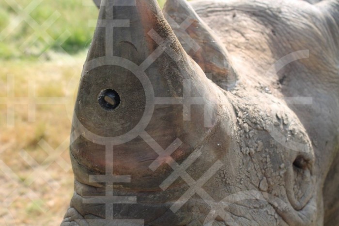 To combat poachers, conservation group Protect has begun field trials of the Real-time Anti-Poaching Intelligence Device (RAPID), a GPS tracking collar combined with a heart-rate monitor and video camera. Catching poachers on a rhino-cam