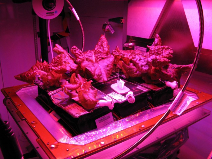 Astronauts Kjell Lindgren, Scott Kelly and Kimiya Yui have grown, harvested and eaten the first fresh produce in space These astronauts-cum-farmers have grown the first vegetables in space