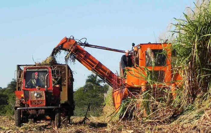 Fibre waste from sugarcane can be used as a biofuel Fibre waste from sugarcane can be used as a biofuel