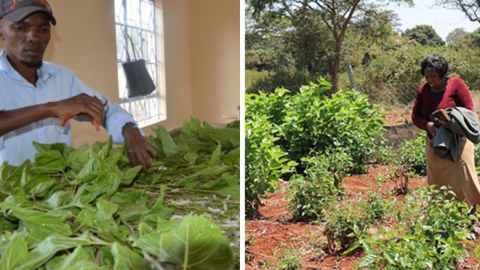 Farmers in Kenya are turning away from maize and looking toward silk farming. It is less susceptible to erratic weather and ensures a steady income. Image: SciDev.net Farmers in Kenya are turning away from maize and looking toward silk farming. It is less susceptible to erratic weather and ensures a steady income.