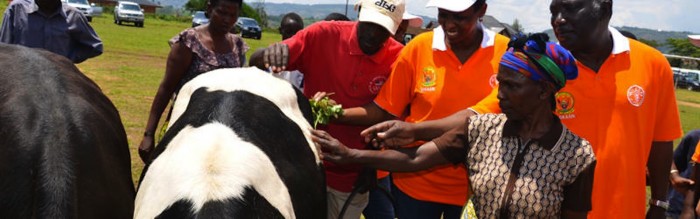 Rwandan genocide survivors received cows from the government but were unable to sell their milk at the local market until Chantal Butare came along. Image: minagri.gov.rw Rwandan genocide survivors received cows from the government but were unable to sell their milk at the local market until Chantal Butare came along. Image: minagri.gov.rw