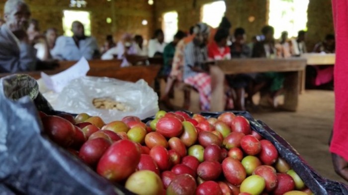 Endiro Coffee in Uganda