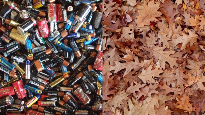 University of Maryland scientists prove that a leaf can store energy just like a battery leaf battery