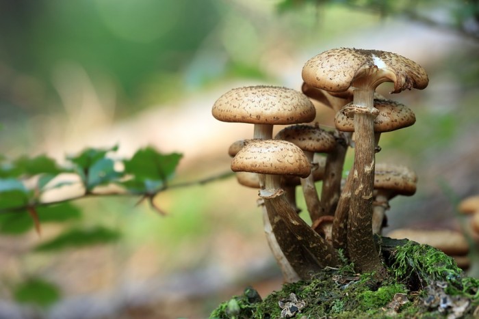 Mushrooms death suit