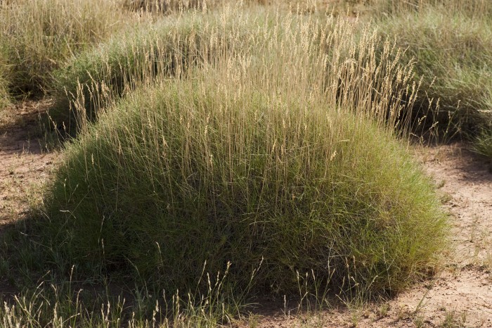 Spinifex is a plant indigenous to Australia and it is set to revolutionise latex condoms Spinifex - The University of Queensland.