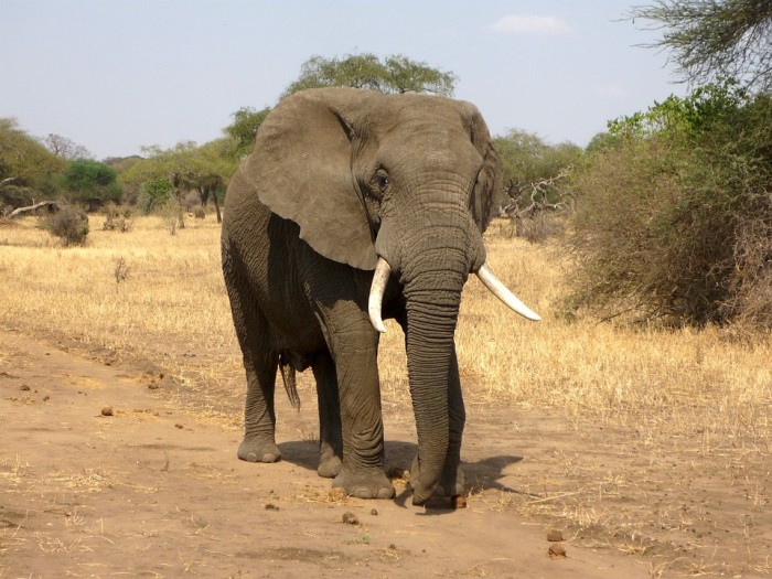 Kenyan entrepreneurs are protecting their environment by turning elephant dung into paper Stock Image