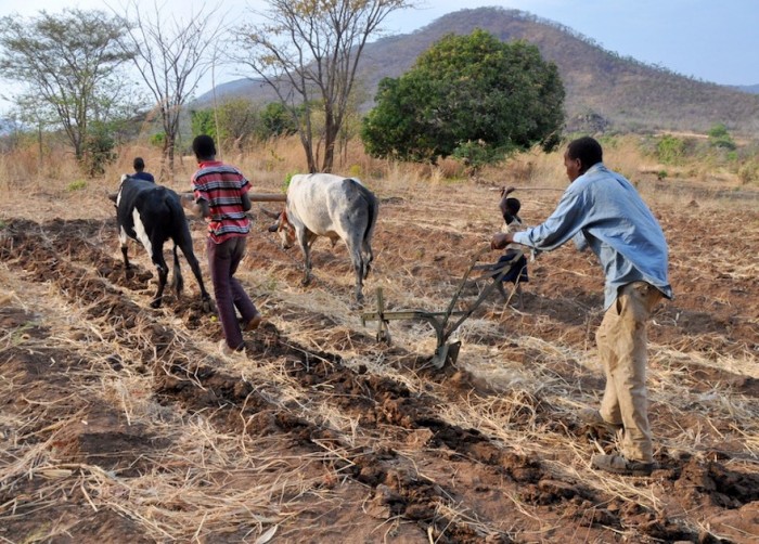 Zambia subsistence farming