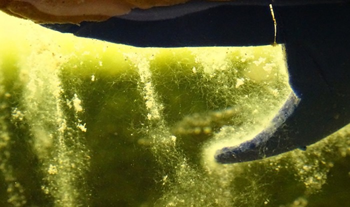 Newcastle University image of the biofilm to be used in the smart bricks. Smart bricks