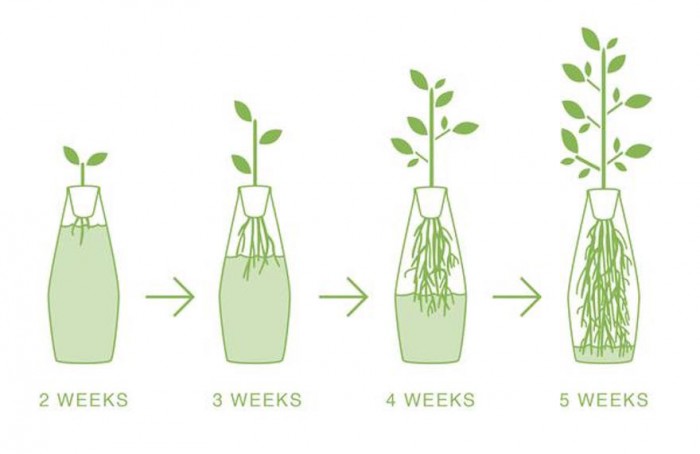 Dirt-free herb farming for urban dwellers 