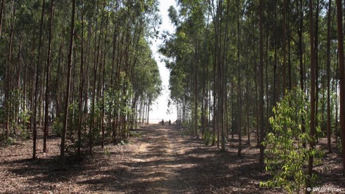 Egyptian forest plantations