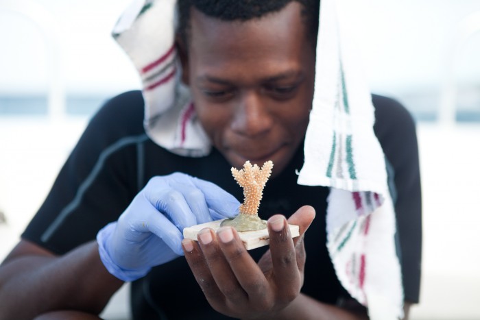 Coral reef 3D printing Coral reef 3D printing