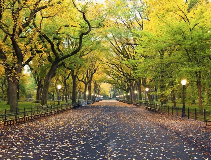 Urban trees as sustainability power tools for better cities