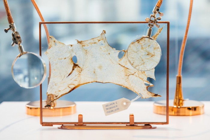 The Great Passenger Pigeon Comeback project - Glove Workshop  