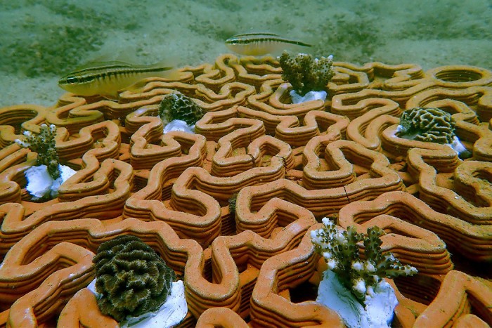 Reef remedy: 3D-printed terracotta tiles | Design Indaba